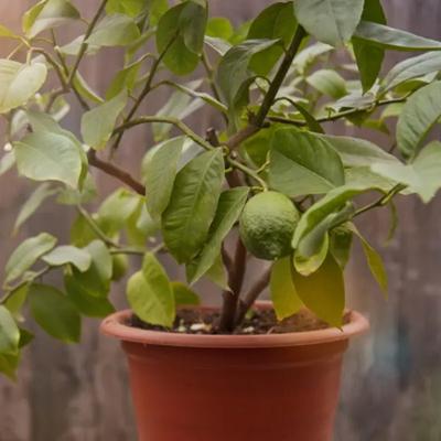 Eureka Lemon Tree (Height: 12 - 16 IN, Shape: Bushy, Add Gift Wrap: No)