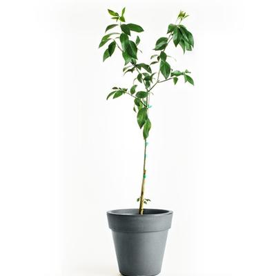 Eureka Lemon Tree (Height: 2 - 3 FT, Shape: Bushy, Add Gift Wrap: No)