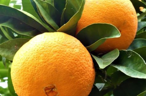 Everything You Wanted to Know About Navel Oranges