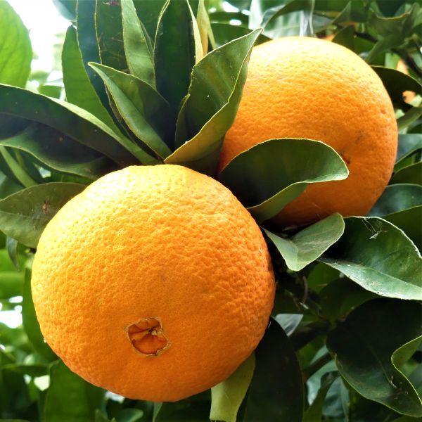 Everything You Wanted to Know About Navel Oranges - Yarden