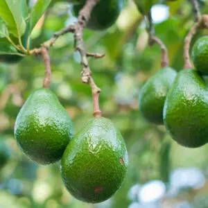 Fantastic-Avocado-Tree-2