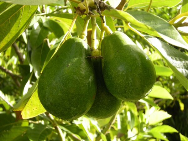 Fantastic-Avocado-Tree