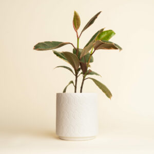 Ficus Ruby Rubber Tree