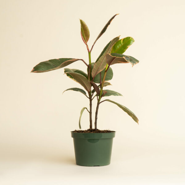 FicusRubyRubberTree_1-scaled