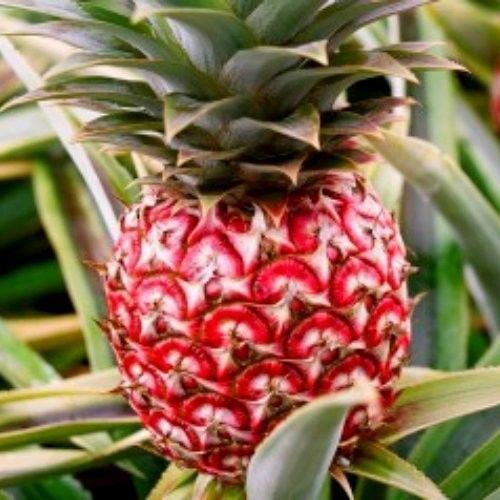 Florida Special Pineapple Plant (Height: 6 - 10 IN, Add Gift Wrap: No)