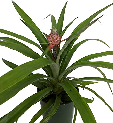 Florida Special Pineapple Plant (Height: 6 - 10 IN, Add Gift Wrap: No)