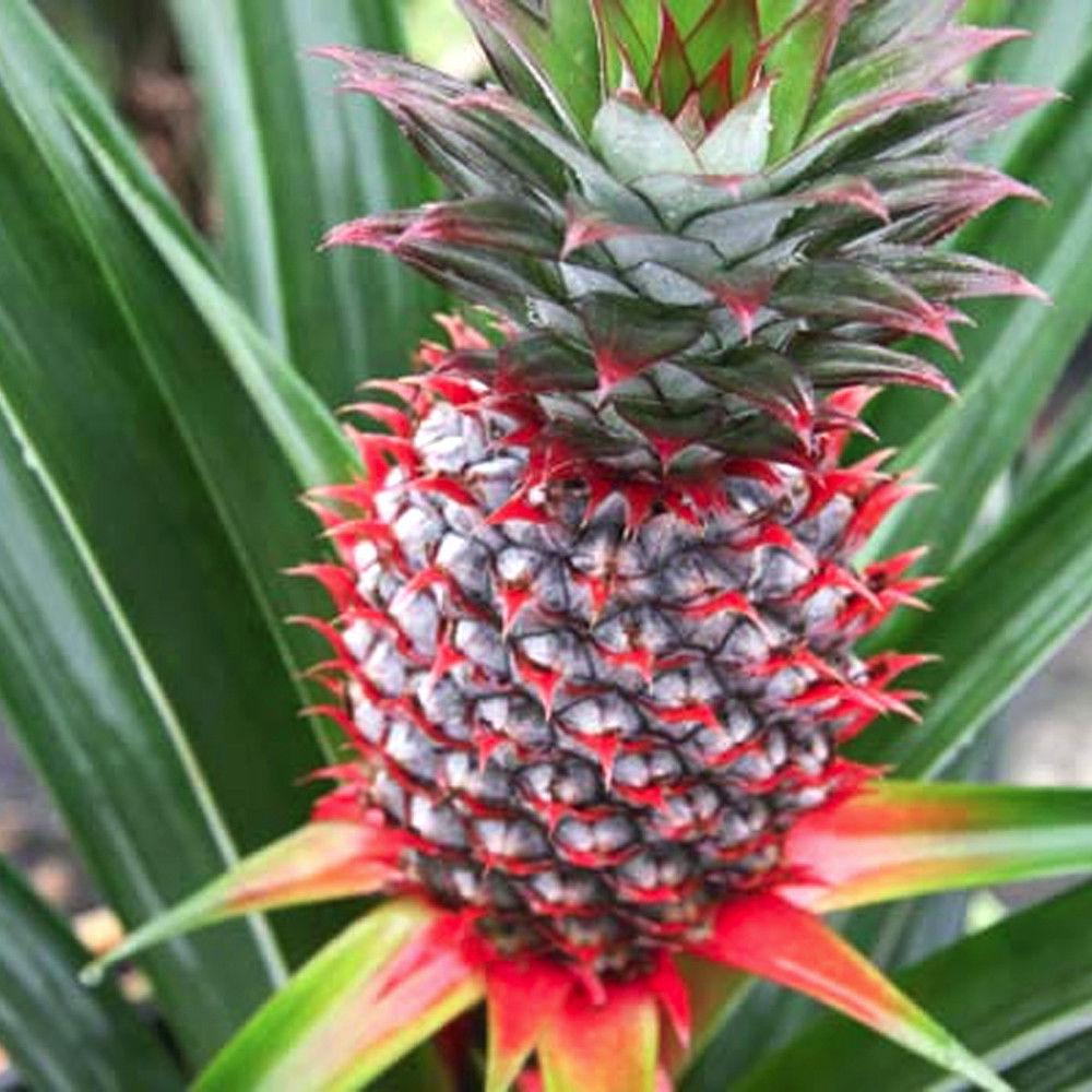 Florida Special Pineapple Plant (Height: 6 - 10 IN, Add Gift Wrap: No)