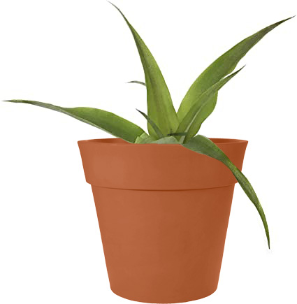 Florida Special Pineapple Plant (Height: 6 - 10 IN, Add Gift Wrap: No)