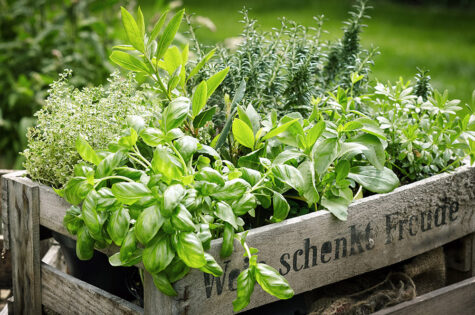 Four-Edible-Plants-For-Home-Growing