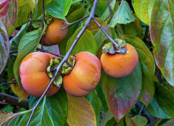 Fuyu-persimmon-Tree-1