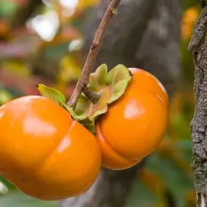 Fuyu-persimmon-Tree-2