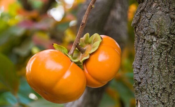 Fuyu-persimmon-Tree-2