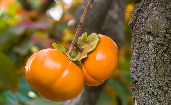 Buy Fuyu Japanese Persimmon Tree, FREE SHIPPING