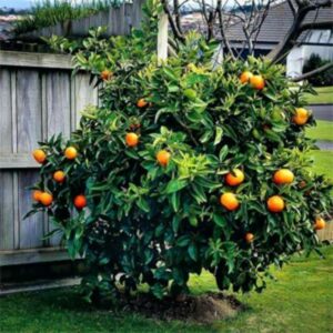 Glen Navel Orange Tree 400-1