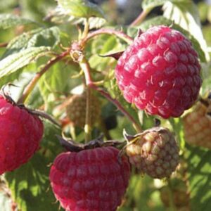 Glencoe Raspberry Plant 400-1