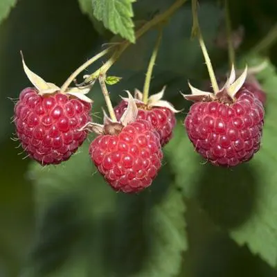 Glencoe Raspberry Plant (Height: 2 - 3 FT)