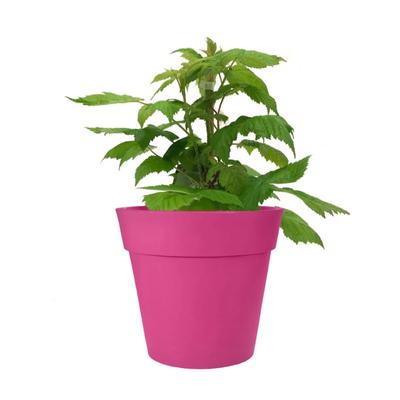 Glencoe Raspberry Plant (Height: 2 - 3 FT)