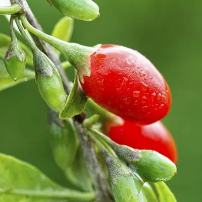 Goji Berry Plant (Height: 2 - 3 FT)