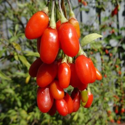 Goji Berry Plant (Height: 2 - 3 FT)