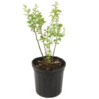 Goji Berry Plant (Height: 2 - 3 FT)