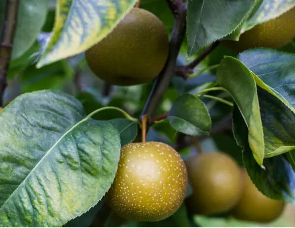 Golden-Dorsett-Apple-Tree-2