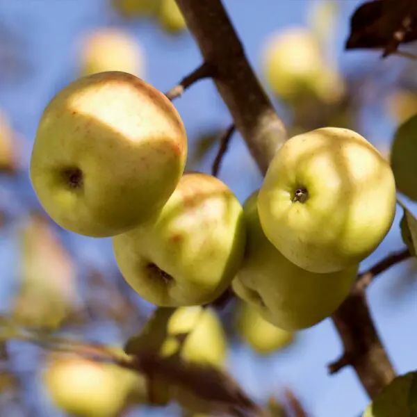 Golden-Dorsett-Apple-Tree