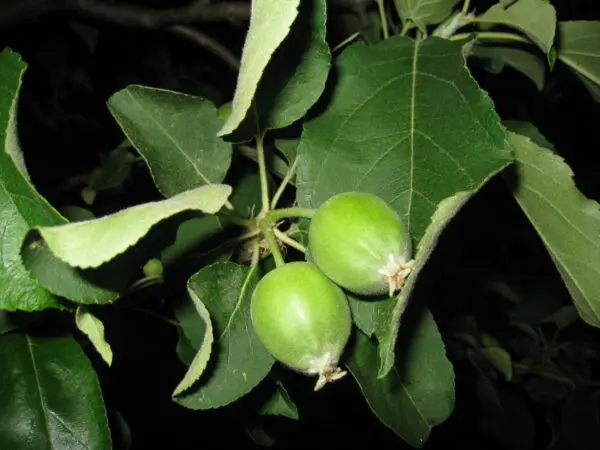 Granny-Smith-Apple-tree-2-scaled