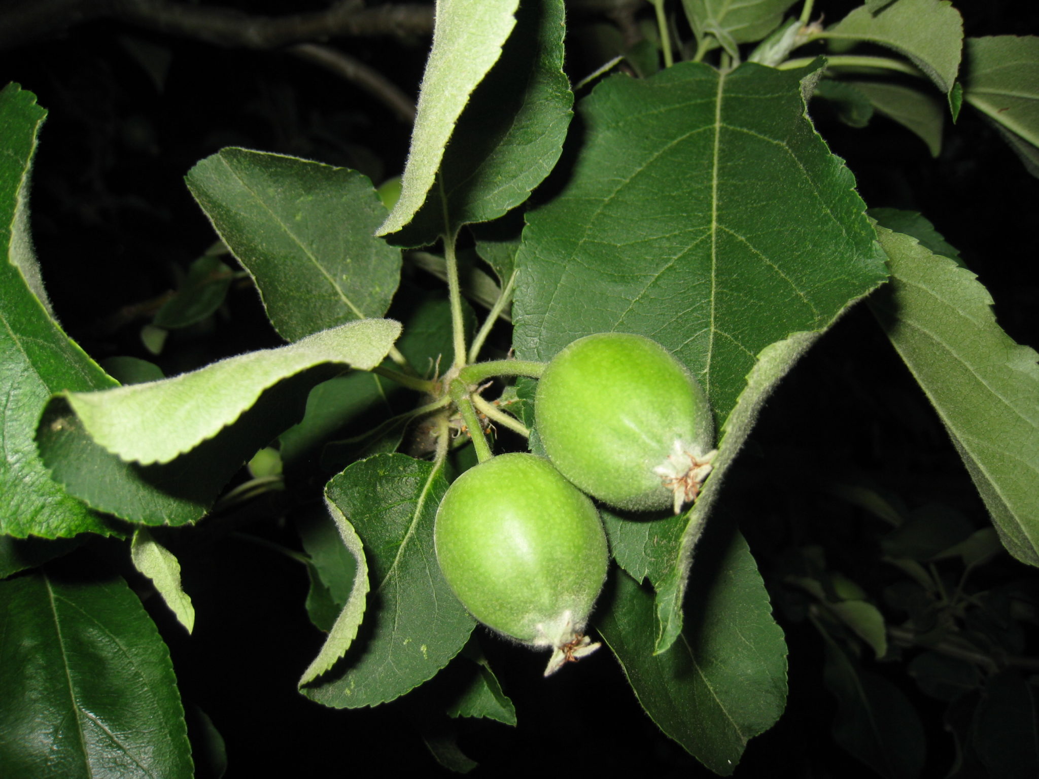 Granny Smith Apple Tree