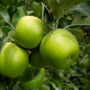 Granny Smith Apple Tree