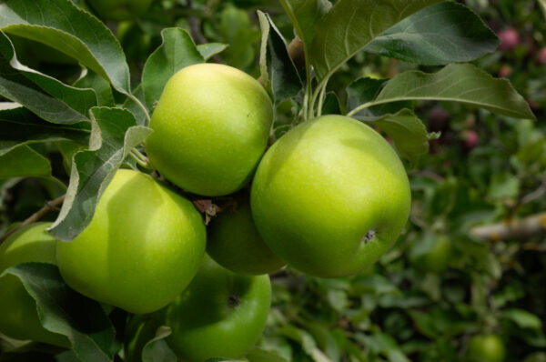 Granny-Smith-Apple-tree