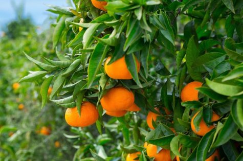 bearing ripe Honeybell oranges