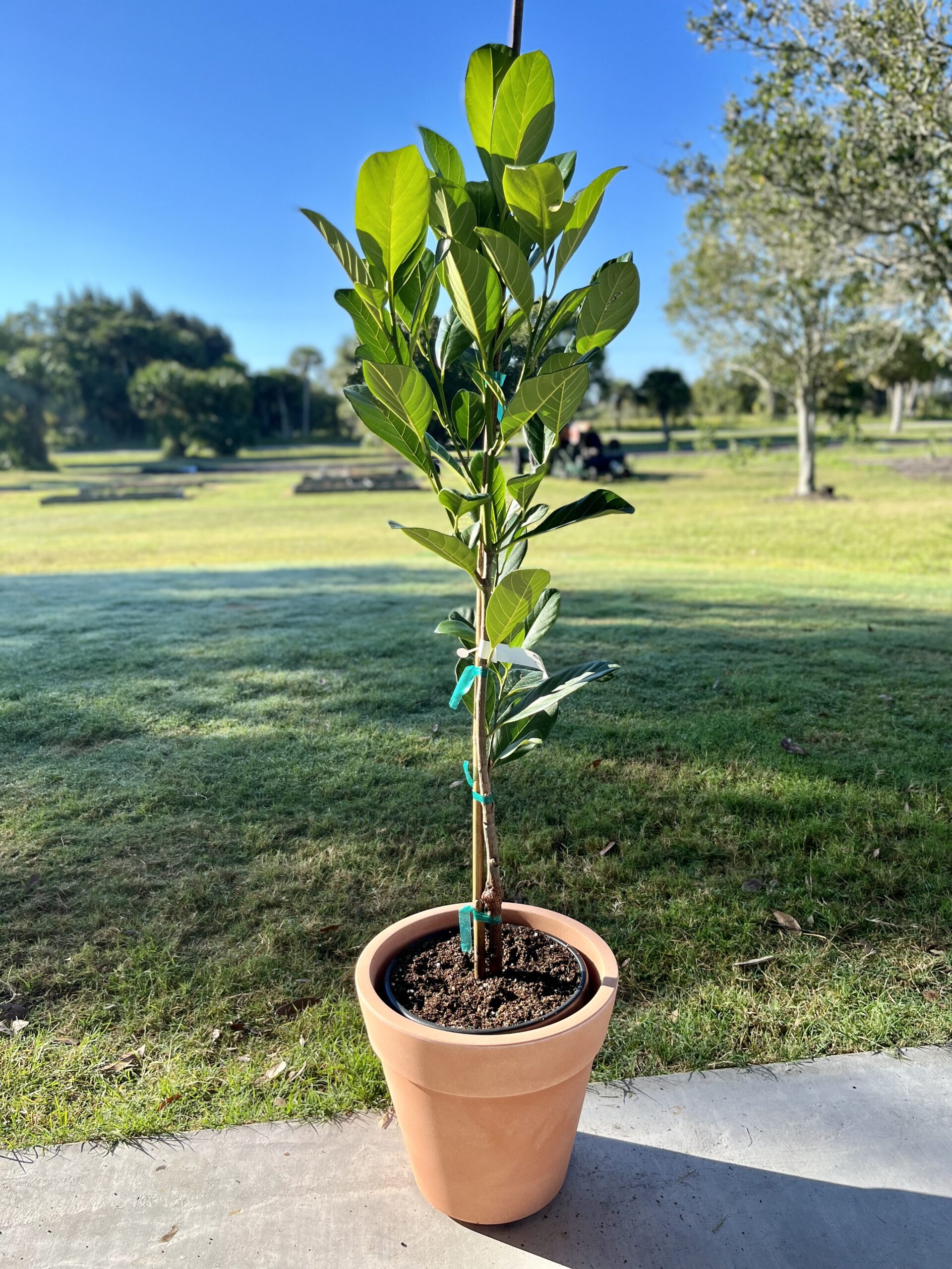 Honey Gold Jackfruit Tree (Height: 2 - 3 FT, Add Gift Wrap: No)