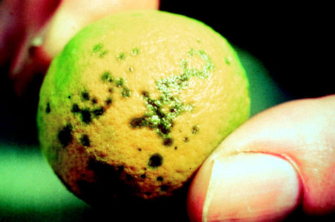 Citrus tree diseases and insects