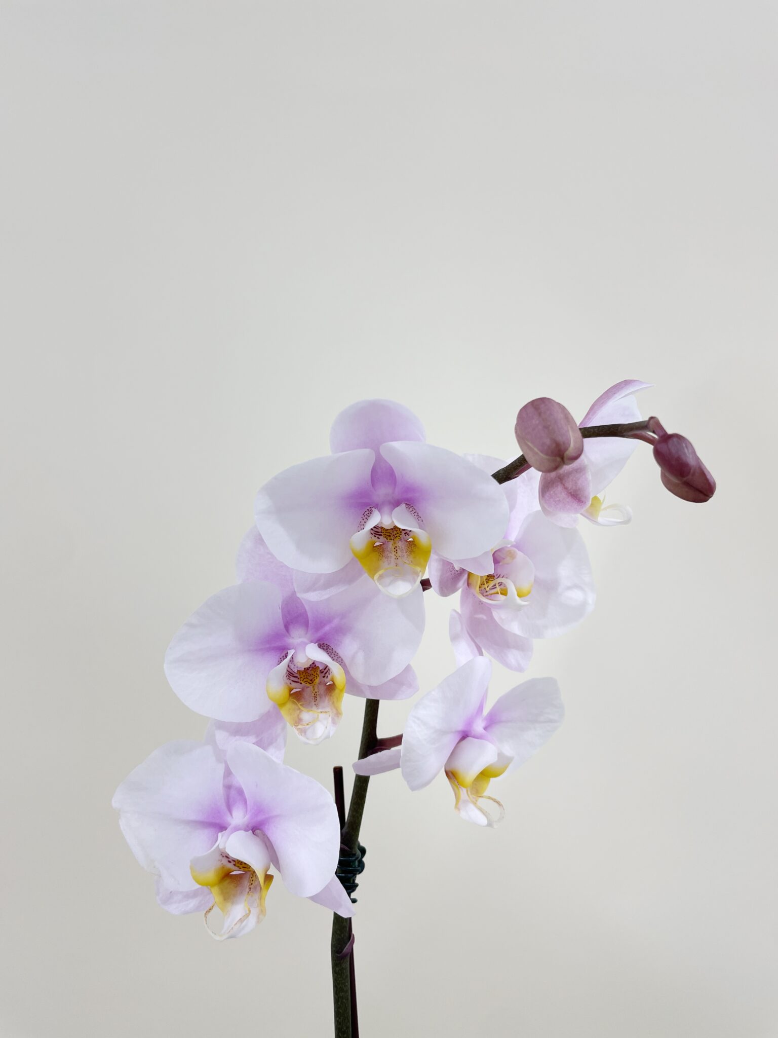 One phalaenopsis orchid plant, spanish moss, black lava with seasonal  branch. White or pink, in stone ceramic…