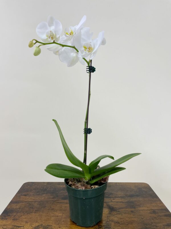 One phalaenopsis orchid plant, spanish moss, black lava with seasonal  branch. White or pink, in stone ceramic…