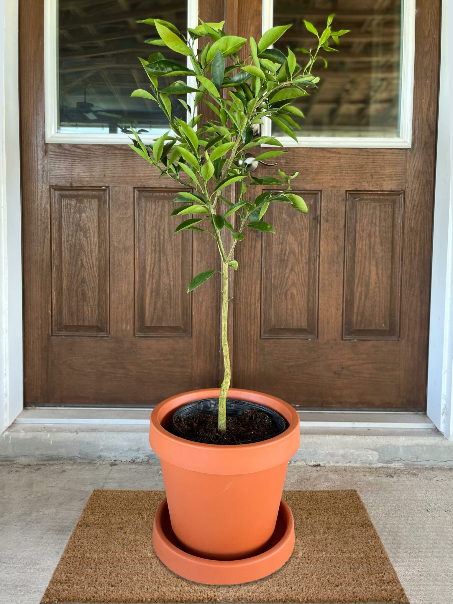 Pummelo Tree (Height: 3 - 4 FT)