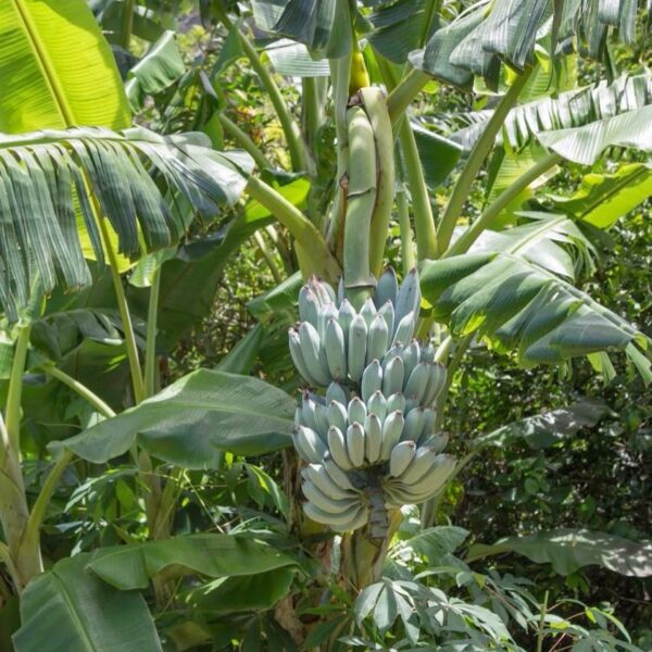 Ice Cream Banana Tree 1