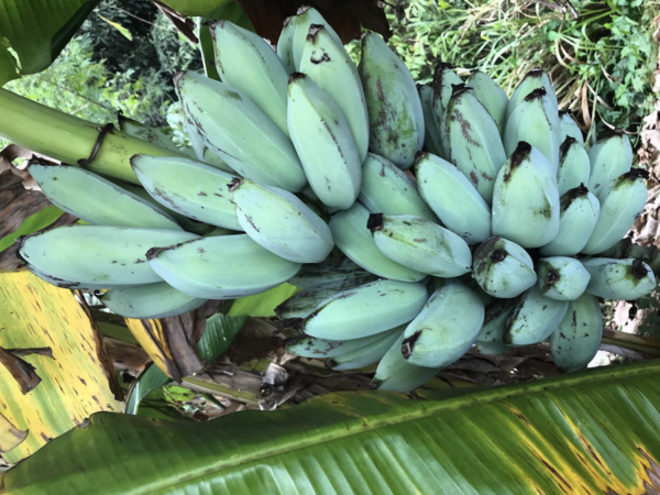 Ice Cream Banana Tree 2