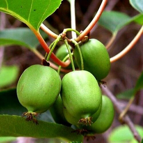 Issai Kiwi Vine (Size: 1 Gallon)