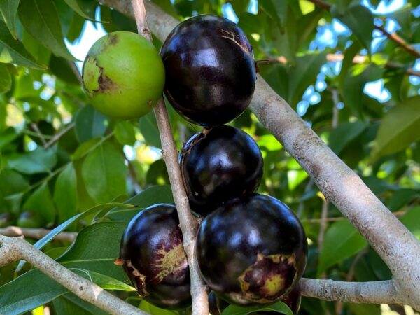 Jaboticaba-Restinga-tree-1