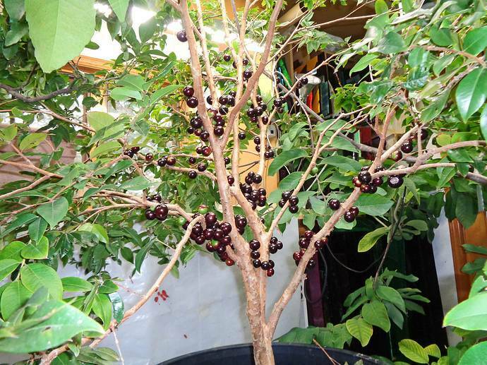 Restinga Jaboticaba Tree (Height: 2 - 3 FT)