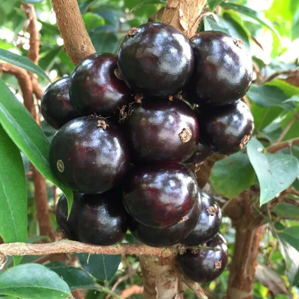 Jaboticaba-Restinga-tree