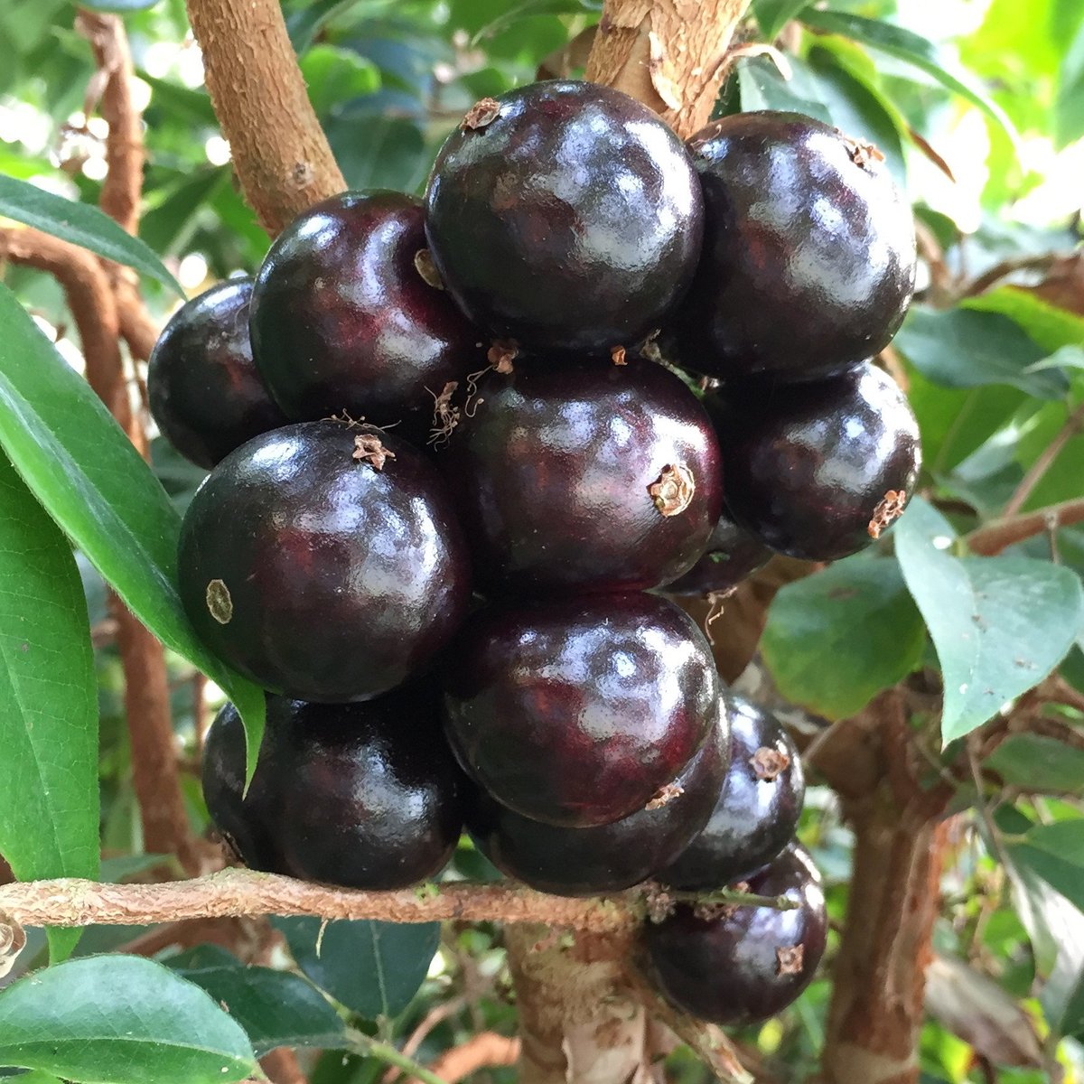 Restinga Jaboticaba Tree (Height: 2 - 3 FT)