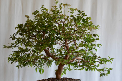 Jaboticaba-Tree-–-Sabara-Bonsai-scaled-2