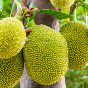 Jackfruit-Tree 1