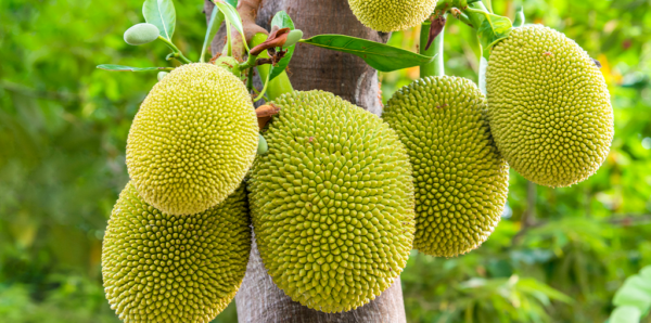 Jackfruit-Tree 1