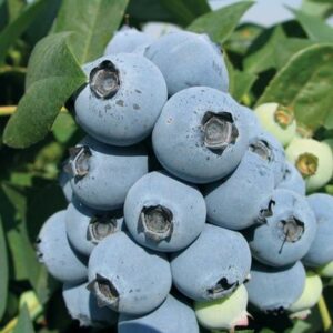 Jewel Blueberry Plant 400-1