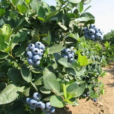 Jewel Blueberry Plant (Height: 2 - 3 FT)