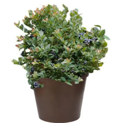 Jewel Blueberry Plant (Height: 12 - 16 IN)