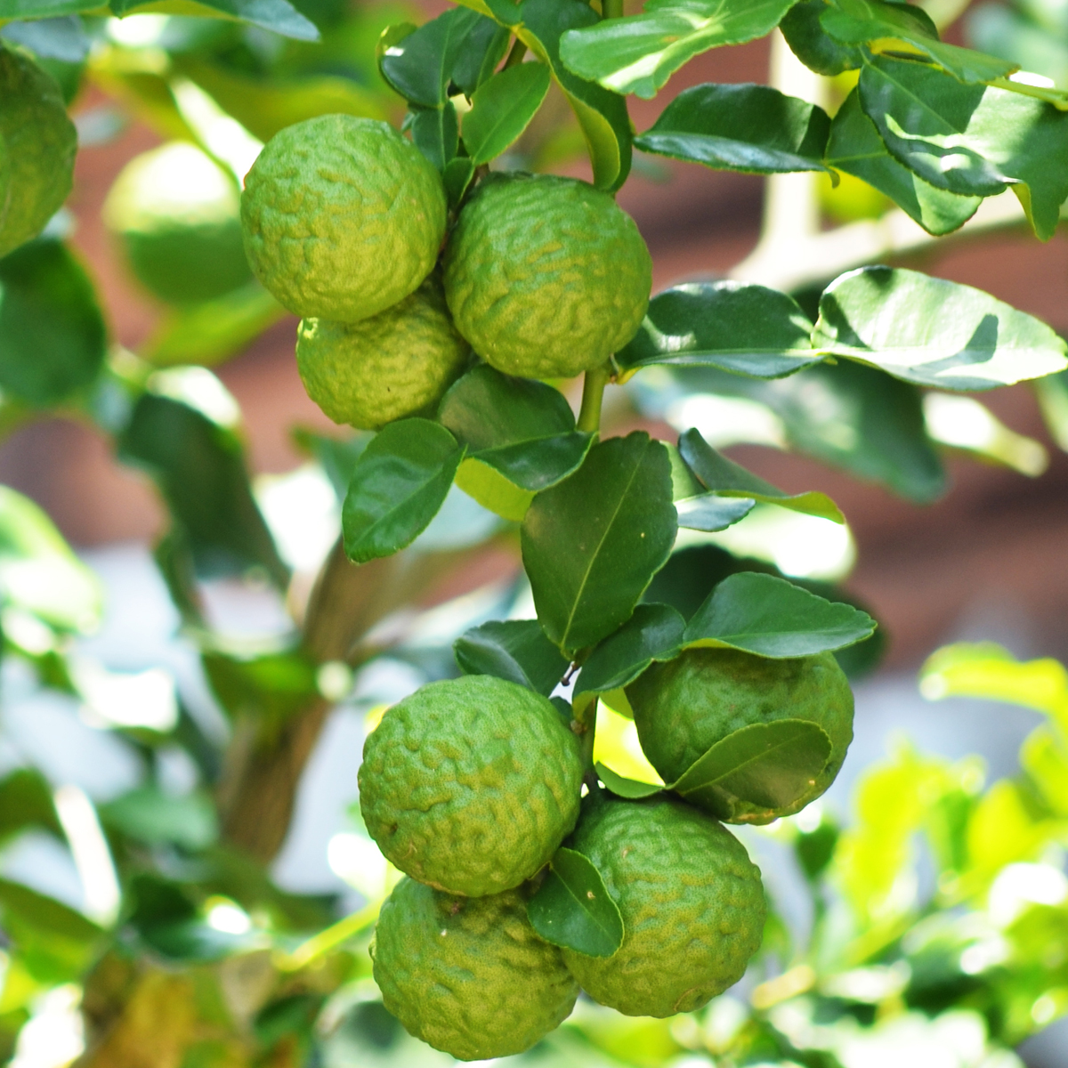 Kaffir Lime Tree (Height: 3 - 4 FT, Shape: Standard)